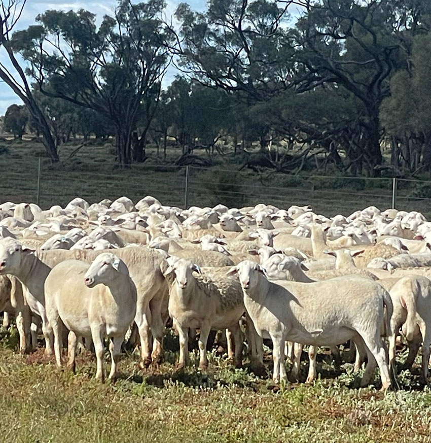 SheepMaster-Ewes-Lambs-Coddington-8